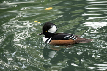 Hooded merganser on pond
