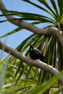 A New Zealand Tui Bird perched in a cabbage tree