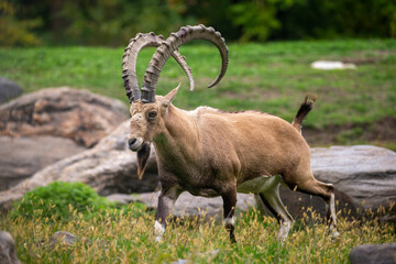 Ibex with huge horns