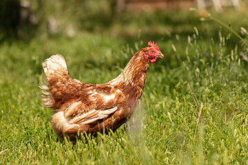 Red-headed laying hen free