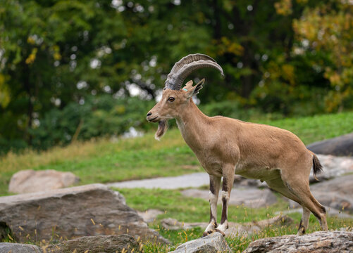 Ibex with huge horns