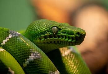 Obraz premium Green Boa close up
