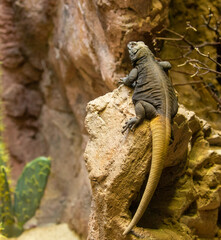 Chuckwalla lizard on a rock