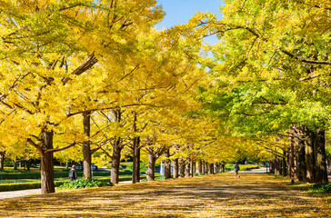 色づくイチョウの並木道