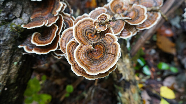 Turkey Tail Mushrooms in the wilderness. Wild medicinal mushrooms in the forest.