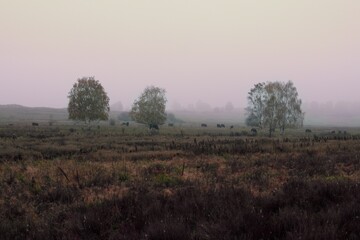 Fototapeta na wymiar Morning mist with cows