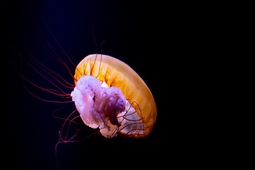 Beautiful Jelly fish in aquarium