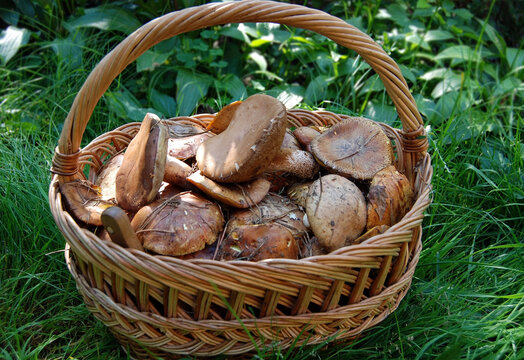 Wild forest mushroom  in basket