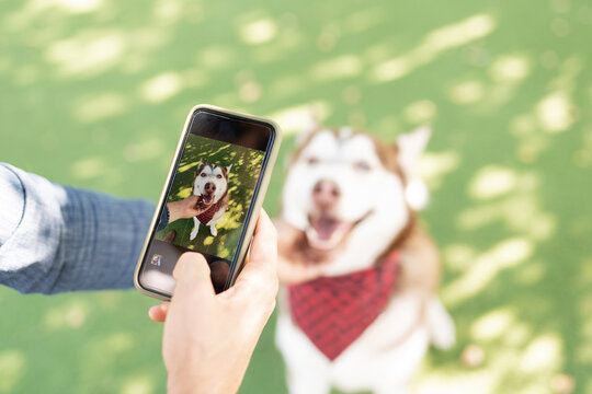 Adult man taking a photo of his husky with a cellphone