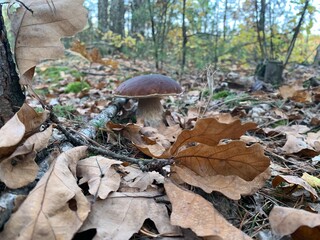 mushroom in the forest