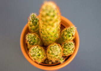 Colorful indoor cactus tree with colorful blue background