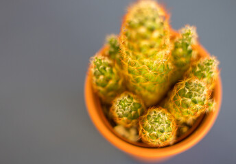 Colorful indoor cactus tree with colorful blue background