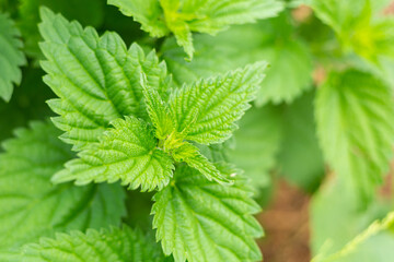 fresh and green leaf of mint bush, spicy herbs basis of soft drinks and mahito cocktail