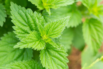 Fototapeta na wymiar fresh and green leaf of mint bush, spicy herbs basis of soft drinks and mahito cocktail