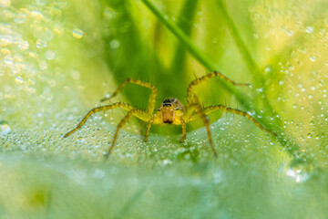 morning spider in his webs