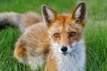 Young fox