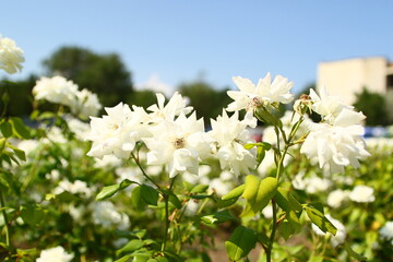 white flowers in the garden