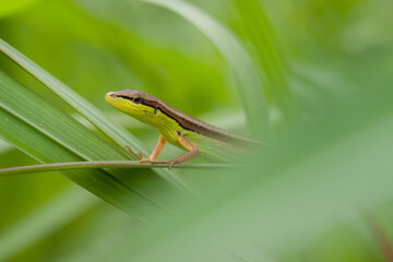 green lizard on a tree