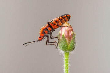 Dysdercus cingulatus or Cotton stainer bug