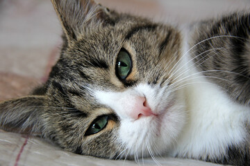 Close-up portrait of pretty multicolored cat lying on a bed indoors.