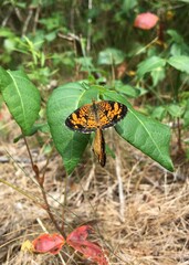 Two butterflies mating on a poison ivy leaf in midsummer