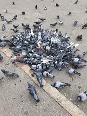 pigeons on the street