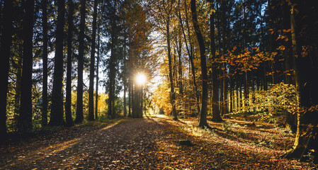 Fototapeta premium Silent Forest in spring with beautiful bright sun rays