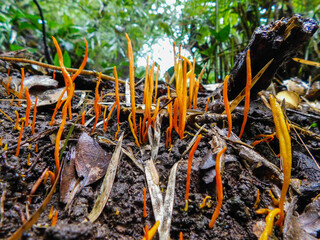 Hongos anaranjados, toxico, alucinógeno, bosques húmedos,  no comestible,  contraste naranja, asombroso, belleza