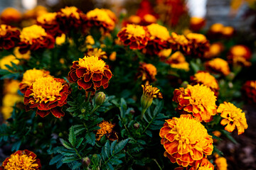 pretty red and yellow fall flowers in garden