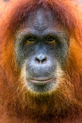 close up of Borneo Orangutan in safari park
