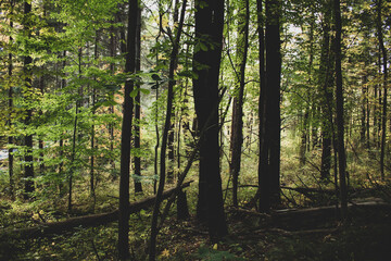 Obraz premium forest in the morning