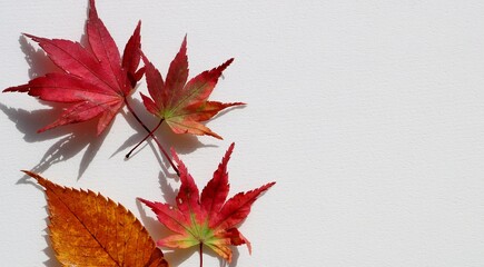 紅葉　もみじ　秋　風情　白バック