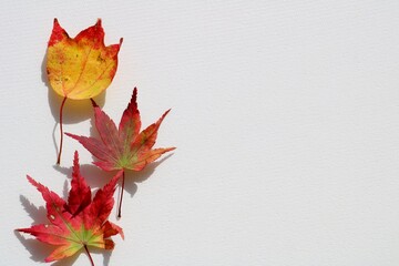 紅葉　もみじ　秋　風情　白バック