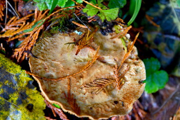 Mushroom Collection Plate