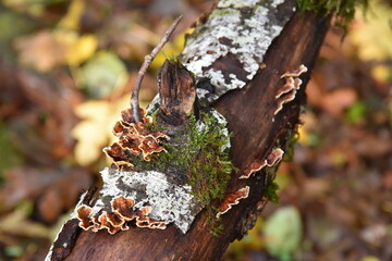 Among us, There are Fungus