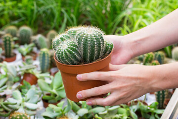 The girl's hand holds a pot of cactus in a flower shop. Echinocactus Magnificus. Front view. Selective focus. 