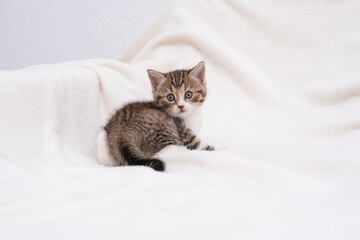 Fototapeta na wymiar cat on the bed
