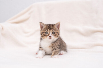 Naklejka na ściany i meble kitten on a white background