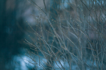 Branches close-up at night. Abstract night background with tree branches