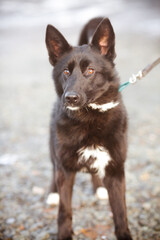 Black dog on a leash