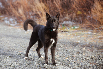 Beautiful black dog on a leash