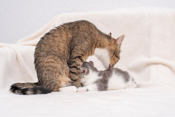 cat licks its kitten. kitten sucking milk
