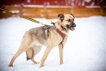 A dog in a slit. Straight dog while walking in winter