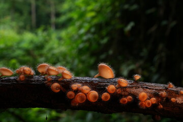 Beautiful champignon mushrooms