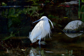 コサギの振り向き