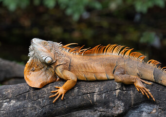 Male orange iguana with grayish-brown markings and extended dewlap is stretched out over a wooden log.