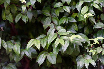 Tropical green leaf natural background