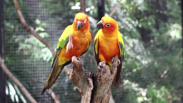 Sun Conure Parrots Beautiful Parrot on branch of tree