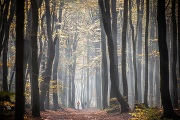 Sunrays through the dancing trees of 'Speulder- and Sprielderbos', forest on the Veluwe in Autumn