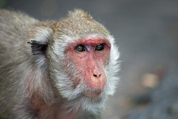 Obraz premium 可愛いサル